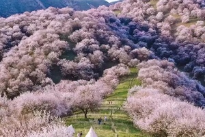 「新疆 | 6日小团」伊犁 · 杏花游（3.29首发）