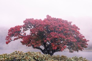 云南秘境黑海湖虎跳峡3日 | 徒步哈巴环线 领略高山峡谷 世外桃源