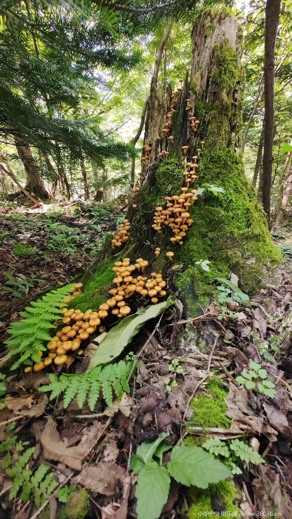 Lb39WYp8FyQ67O3eIiwvvjn9-Z348vNiNvQKCTCtOvXpZlofE-UXJgQBM9H66mJv