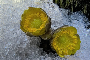 《骆驼砬子》寻找冰凌花赏松花湖冰封解冻休闲一日游