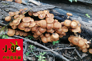 8月17日-七道河元宝石采蘑菇、找猴头一日游