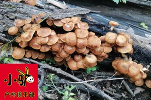 2025年8月31日  旺起《聂大坡-城墙砬子-哈达岭》采蘑菇、蹓猴头一日游