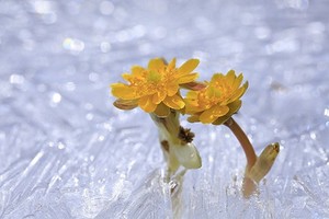 《骆驼砬子》寻找冰凌花登山看冰封松花湖一日游