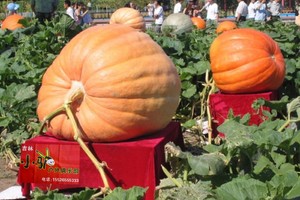 《长春 · 农博会 》小驴特价一日游