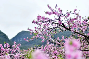 每周三六出发【永州赏花2天】香花井村万亩桃花+小众城堡勾蓝瑶寨+上甘棠村