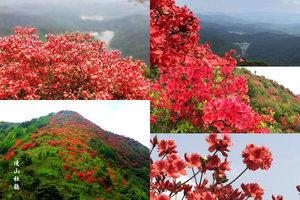 每周三四六日出发【通天蜡烛1天】从化十登之通天蜡烛，赏满山杜鹃花红似火，登山穿越线1天
