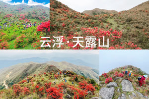 每周三四六日出发【高山杜鹃·天露山】天露山万亩高山杜鹃惊艳绽放！一起欣赏漫山遍野红杜鹃花！