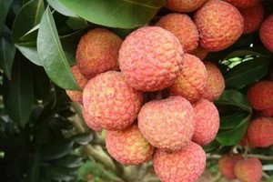 每周三、六、日出发【美食增城1天】入园采摘增城荔枝*任吃&赏莲塘荷塘美景&尝特色烧鸡&增城“小九寨”溪戏水