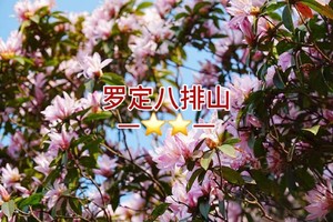 每周四六日出发【罗定八排山1天】打卡“广东小伊犁”，高山草甸，杜鹃花开，原生态大草原