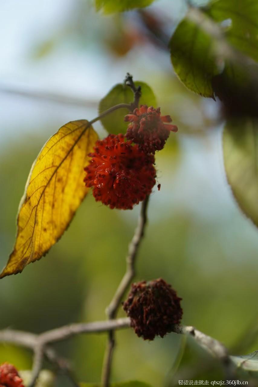 tsbdqydMlkI7JE6_Y1Ucvj_5tuvs3MCs3PHcA3DADWvnyNJh7tHbXJz4-mbuKZt1