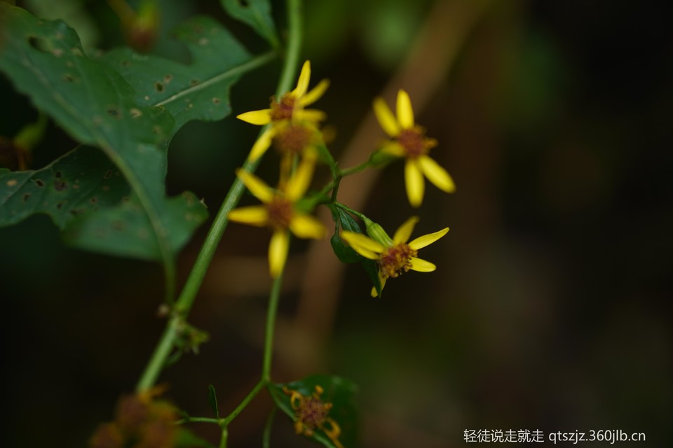 7imsJsV5HjpLcT1p91MVnceY7thVi0nB8rO8BrpqCcSARzZlGJeiwqJCEcWLFAEv