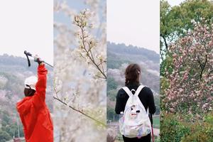 【3.20周五】江苏苏州“ 光福三尖赏樱花 ”“ 环太湖风景带路线 ”8km轻徒步