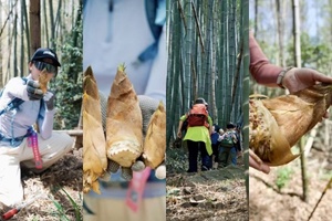 【3.19周四】江苏宜兴“ 寻觅竹笋铜锣山 ”“ 小众秘境休闲山脊线 ”6km轻徒步挖笋线