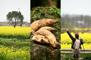 【4.1春假】江苏宜兴“ 寻觅竹笋铜锣山 ”“ 小众秘境休闲山脊线 ”6km轻徒步挖笋线