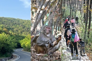 【4.3春假】常州金坛“ 茅山野道小环线”“ 登顶道观祈福”“ 偶遇猕猴 竹海 ”6km轻徒步