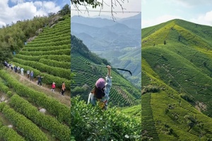 【4.4清明】浙江湖州“溪流相伴陆羽古道”“山顶俯瞰梯田茶山”9km精华线