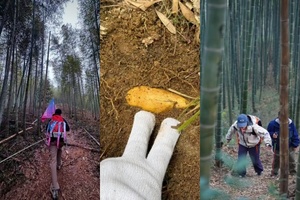 【4.5清明】江苏宜兴“ 苏南第一峰黄塔顶”“ 满山竹林寻笋记”6km精华线