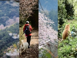 【4.11周六】江苏苏州“光福三尖赏樱花”“环太湖风景带路线”8km轻徒步