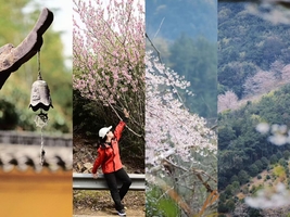 【4.6清明】江苏苏州“ 光福三尖赏樱花”“ 环太湖风景带路线”8km轻徒步