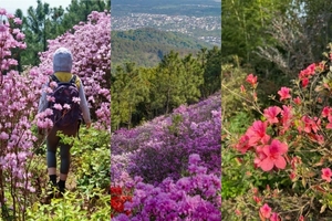 【4.11周六】江苏苏州“ 苏式面馆尝鲜游”“ 东山莫厘峰杜鹃花海”“ 太湖花海茶园”6km轻徒步环线