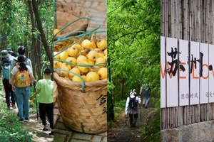 【5.27 周三】苏州东山 “白玉枇杷林徒步”“登顶登山远眺太湖” 8km 轻徒步环线