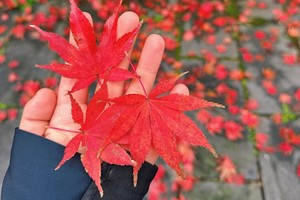 【12.7】周六黄塔顶“苏南第一峰”“宜兴竹海大观”“最适合登高的温度”7km小环线