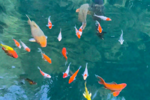 【4.4-4.5】浙江桐庐“现实版富春山居图溪边民宿 此生必徒马岭古道 豹子崖金牛洞新手体验”5+10km两天一夜