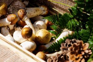 【3.24】周日金坛采蘑菇+土鸡蘑菇鸡汤面徒步3km亲子/成人