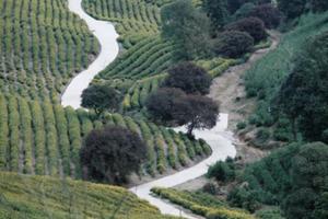 【3.30】周六浙江湖州赏明前梯田茶园/观“小九寨沟” 7km亲子线车程2小时