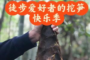 【3.30】周六宜兴挖笋+采野蒜+排骨竹笋鲜汤面休闲徒步3km