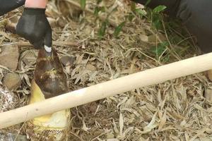 【3.31】周日宜兴挖笋+采野蒜+排骨竹笋鲜汤面休闲徒步3km