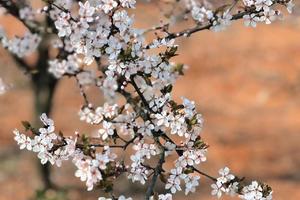 【3.27】周三光福小七尖精华樱花谷段10km