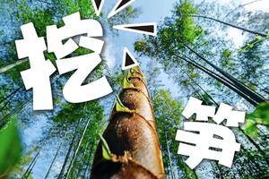 【4.6】周六清明宜兴无限挖笋+排骨竹笋鲜汤面徒步5km