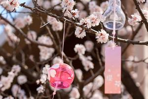 【4.6】周六舜过山樱花之路*名牌大学会员登顶之约6元徒步5km