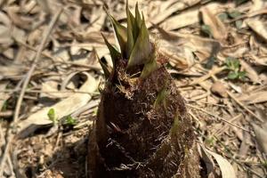 【4.3】日周三宜兴王婆山错峰出行鲜笋体力线5km
