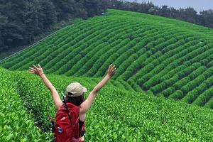 【4.11】周四宜兴万亩茶田休闲平地徒步5km+无限采茶无限挖野蒜