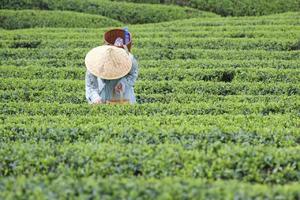 【4.17】周三金坛绿野仙踪5km轻徒步+城堡午宴+采茶体验+偶遇野蒜休闲游