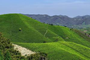 【5.1】“溪流轻徒步”“采野生树莓”湖州陆羽古道大环线9km