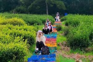 【5.4】“彩虹茶园采树莓”“俯瞰灵山大佛”无锡冠嶂古道6km穿越线