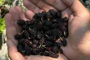 【5.12】周日“河边日落时间”“采野生桑葚”武进三勤会员只需6元节气“小满”活动