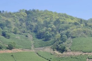 【5.14】周二“采摘野草莓”宜兴小七尖6km工作日错峰出行