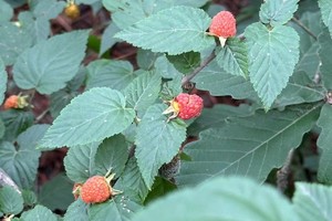 【5.19】周日“采野树莓（山莓覆盆子）最后一期”太湖湾自驾徒步6km