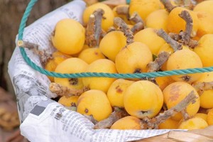 ✔️【5.26】周日苏州“东山白玉枇杷”“苏式面馆”休闲平地轻徒步3km送正宗枇杷秋梨膏