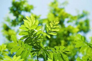 【5.30】周四“宝藏禅寺祈福线”“绿野仙踪全段阴凉”工作日8km线（阴天26度）