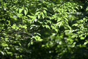 6.2【周日】“宝藏禅寺祈福线”“绿野仙踪全段阴凉”溧阳瓦屋山小环线8km（多云27度）