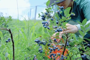 【6.9】湖州川步村“溪水冰镇西瓜”“采摘蓝莓畅吃”  平 地 轻 徒 步 6km穿越线