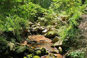 【7.6】周六南京紫金山红石谷溯溪6km“野生菌王国”“捞小鱼小虾”
