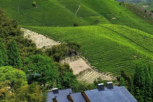 【10.4】湖州陆羽古道“全程阴凉”“竹海小溪”“溪流相伴”9km精华穿越线