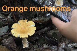 ⭐【10.20】周日南京紫金山“双语蘑菇观察队”“溪流小环线”“灵芝挖宝人”5km蝴蝶线 