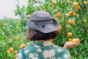 【11.2】【霜降】周六常州太湖湾“山野粉黛与野柿子”“俯瞰太湖角”“秋天的第一次采橘子”6km环线 